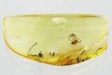 Detailed Fossil Spider (Araneae) In Baltic Amber #352847-1